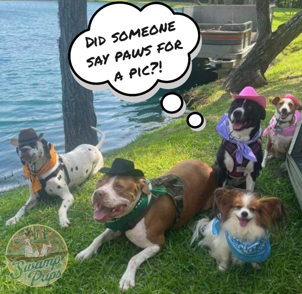 pet pics, pet photography, dog photos, dog pics, animal photo assistance, pet photography
