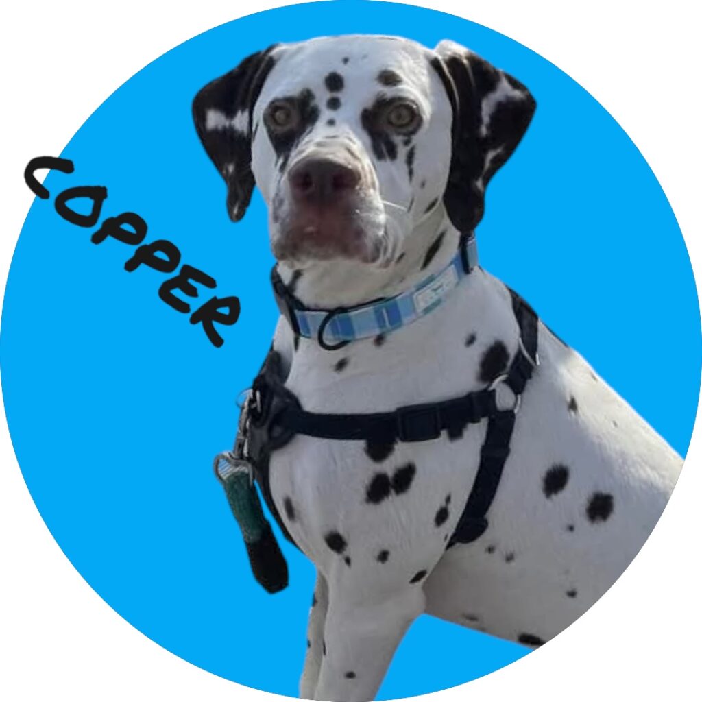 swamp pup, dalmatian dog, dog trainer, pup, dog, manners, trick training, sit, stay, training dog, Acadiana