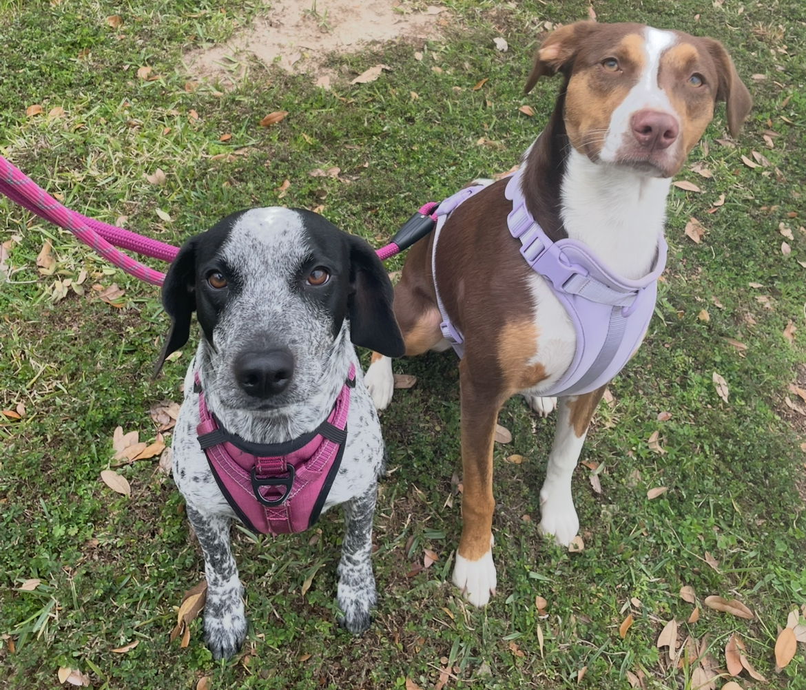 dogs. local business. dog training.