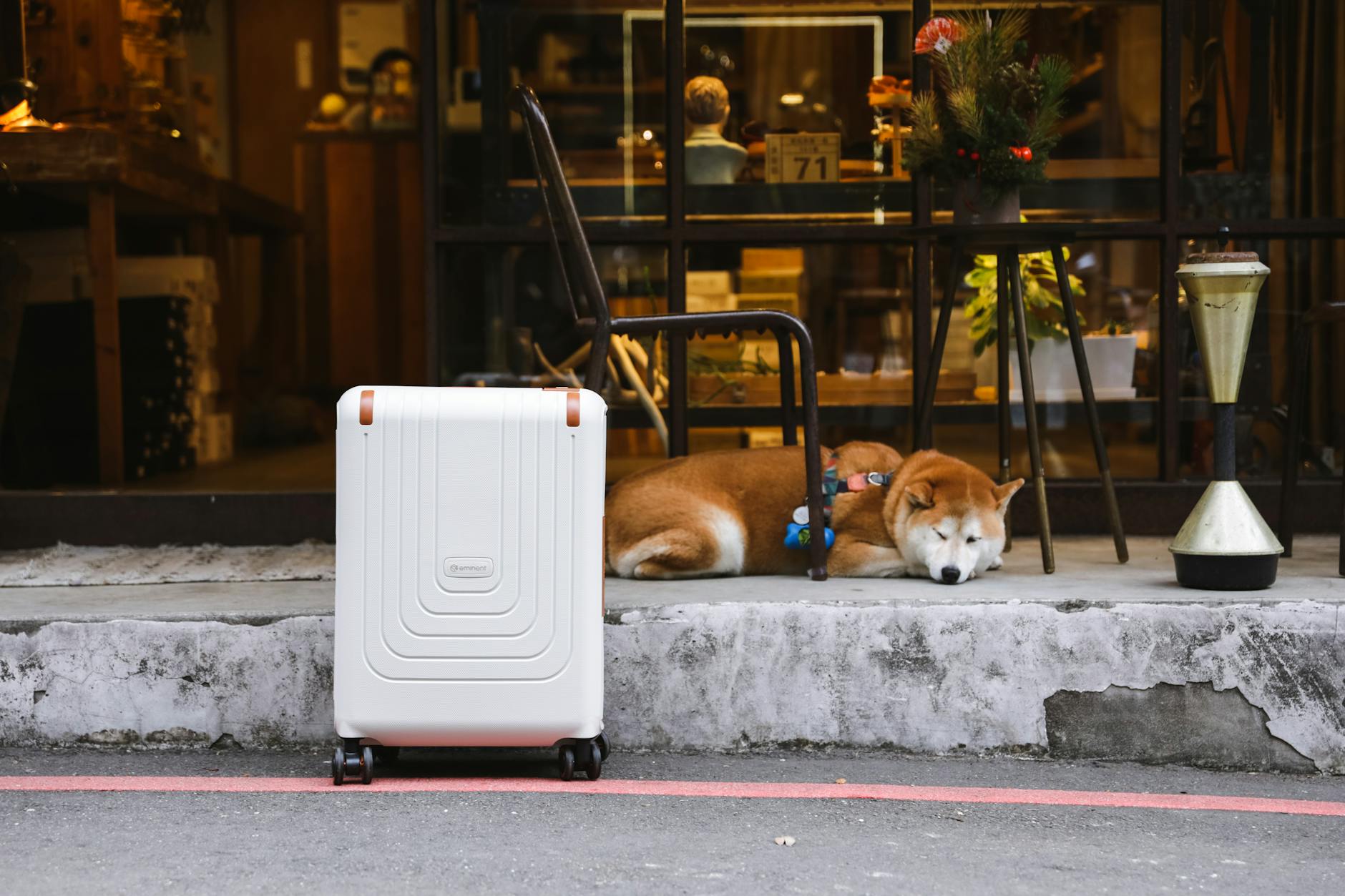 suitcase and shiba inu dog on street